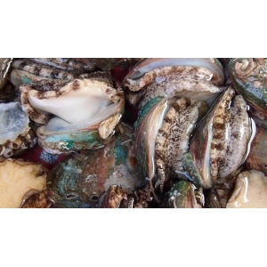 它比魚還鮮比肉要貴，一斤要價(jià)二十塊，大多人不認(rèn)識，多吃身體好